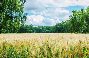 Fototapeta premium Gold wheat field and blue sky. Landscape of Russia, Zaraysk city. Beauty world