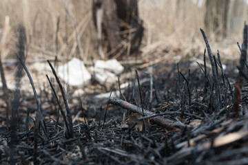 Burned forest, burned grass, careless handling of fire, forest arson