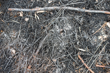 Burned forest, burned grass, careless handling of fire, forest arson