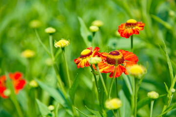 Red and yellow rudbeckia flowers in green grass
