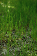 bright saturated green grass