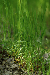 Obraz premium bright saturated green grass