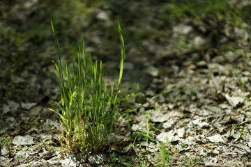 bright saturated green grass