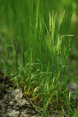 bright saturated green grass