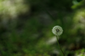 lonely dandelion in green leaves and grass