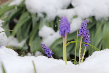 under snow the spring flowers bloom