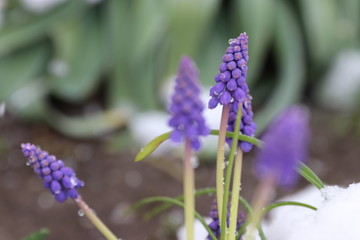 under snow the spring flowers bloom