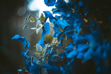 Fototapeta na wymiar Thick Bush of blue flowers