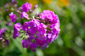 Bright phlox flowers in bloom close up
