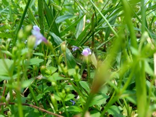 Close up green grass with natural background