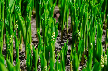 Forest spring lilies of the valley with young buds