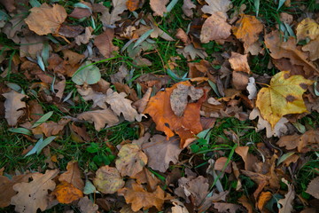 Old autumn leaves mixed with spring grass