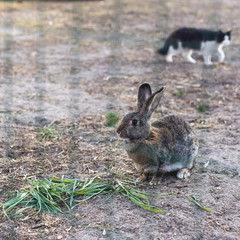 Naklejka na ściany i meble Rabbit eats green grass on a free range.