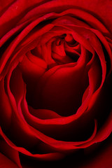 Naklejka premium Close up of Red Rose 