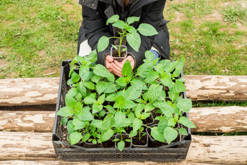 The girl is planting plants in the garden. seedlings in box in the hands of a teenager girl
