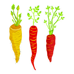 Vector illustration set of carrot isolated. Fresh vegetables farm products, carrots with leaves, tops. Organic foods, natural vitamins, vegan, vegetarian.