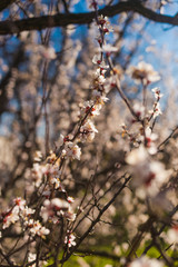 Beautiful flowering apricot tree in spring