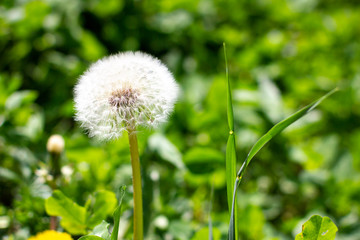 dandelion in the grass