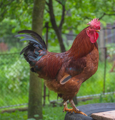 Beautiful colorful rooster standing in backyard in the countryside