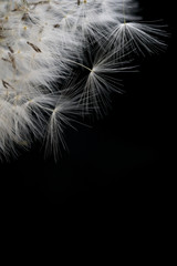 Obraz premium white dandelion stamen close up macro on a black background Background of dandelion flower umbrella seeds