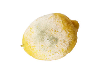 moldy lemon on a white background isolated