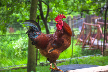 Beautiful colorful rooster standing in backyard in the countryside