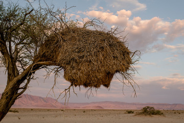 Wüste, Namibia, Afrika