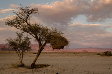 Wüste, Namibia, Afrika