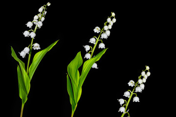 Obraz premium Lily of the valley flower on black background