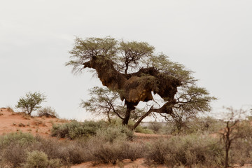 Wüste, Namibia, Afrika