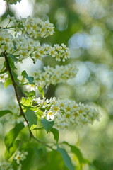 Apple tree blossoms close up