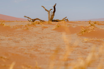 Wüste, Namibia 