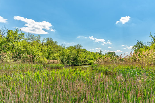 Typical landscape at swamp area of Imperial Pond (Carska bara), large natural habitat for birds and other animals from Serbia. High reed above water
