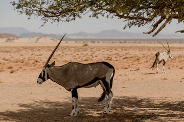 Oryx, Wüste, Namibia