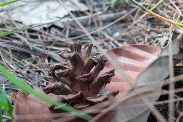 close up a pine cone