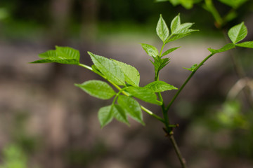 green leaves of a tree