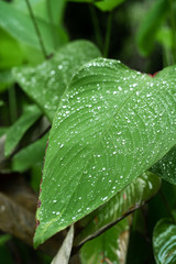 Raindrops on a green leaf. Natural hydration of plants.