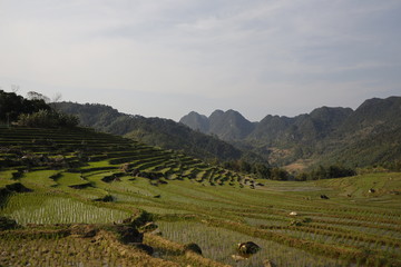 rice field in the mountains