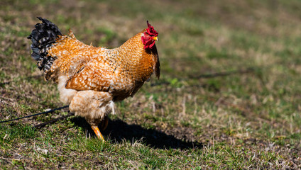 Chicken and rooster on a farm. Free grazing. Ecological farm.