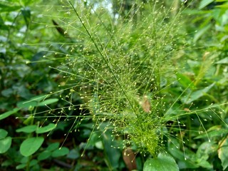 Close up green grass with natural background