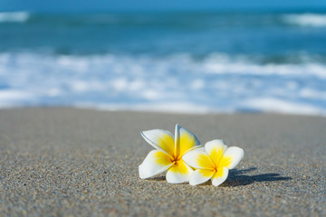Fototapeta na wymiar frangipani flower on the beach against the background of the sea. Holidays in the tropics. Calm and relaxation by the sea concept