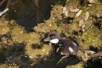 Common goldeneye Baby  in nature reserve 