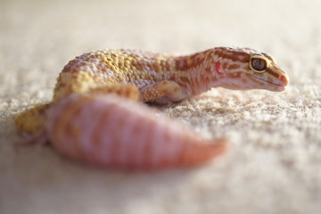 lizard