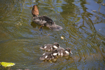 Common goldeneye Babies with her mom in background in nature reserve 