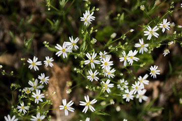 białe kwiatki © kolorowekadry