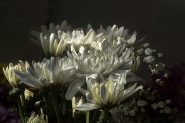 Bouquet of delicate white flowers of chrysanthemum in sun light on a black background close-up