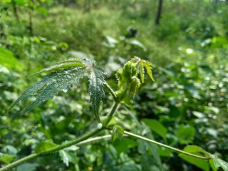 Close up green grass with natural background