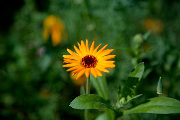 Bright orange marigolds in summer garden