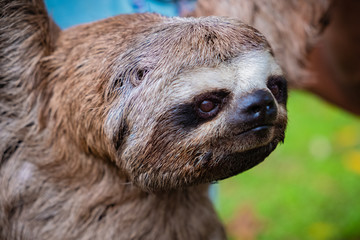 close up of a sloth, eyes opened