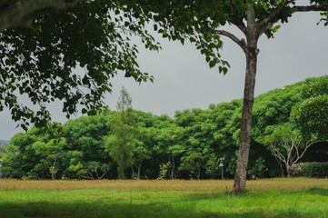Walk in the summer in a tropical park.